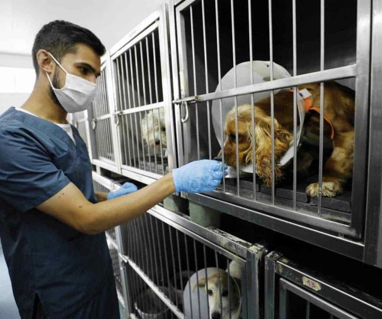 Sancionarán penalmente el maltrato animal Sancionarán penalmente el maltrato animal