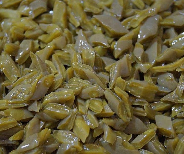 Cinco propiedades que tienen los nopales Cinco propiedades que tienen los nopales