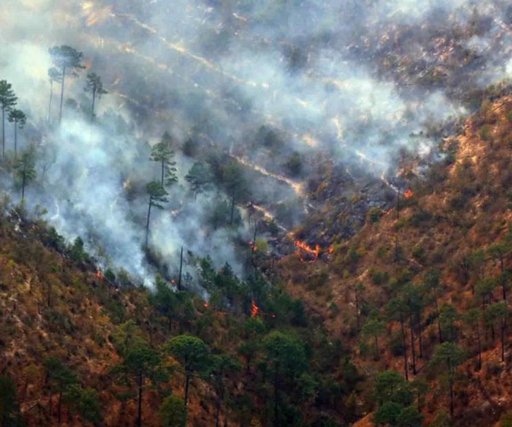 Recomienda UANL coníferas para reforestar el Parque Cumbres Recomienda UANL coníferas para reforestar el Parque Cumbres