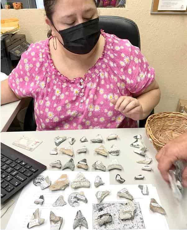 Entregan al INAH dientes de un tiburón prehistórico