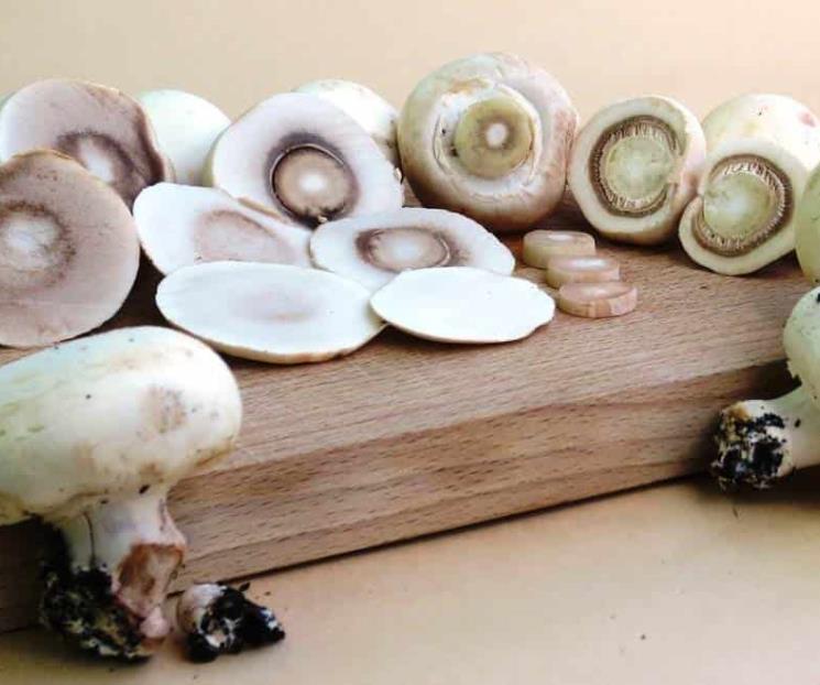 Los hongos son el alimento que nos salvará en futuro: UNAM Los hongos son el alimento que nos salvará en futuro: UNAM