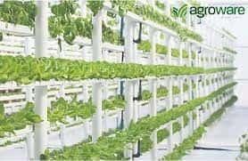 Apuestan a cuidar medio ambiente con agricultura vertical Apuestan a cuidar medio ambiente con agricultura vertical