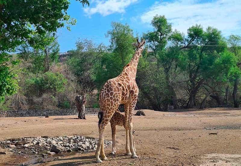 Crean propuestas de valor para centro de conservación Crean propuestas de valor para centro de conservación