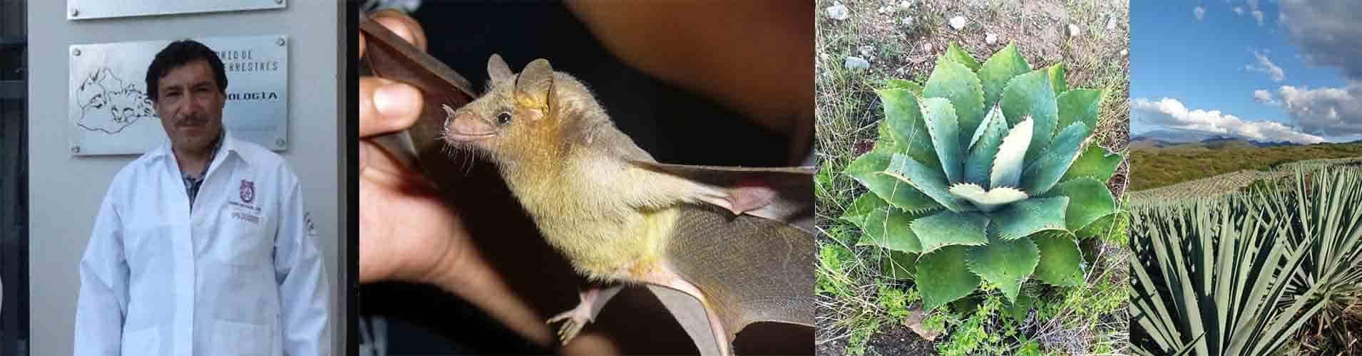 Estudian aportación ecológica de los murciélagos