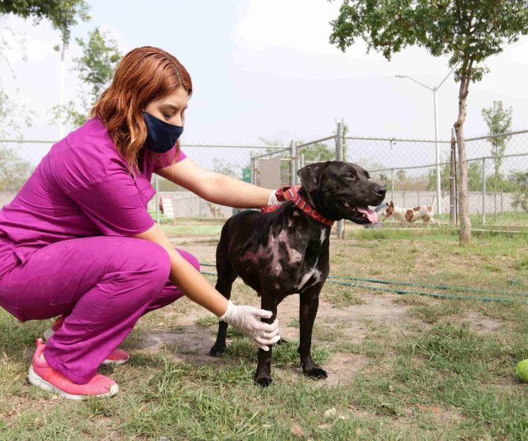 Piden en Escobedo cuidar a mascotas de altas temperaturas