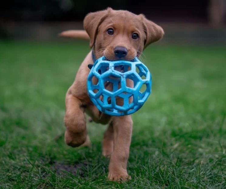 Reforman Código para garantizar trato digno animal Reforman Código para garantizar trato digno animal