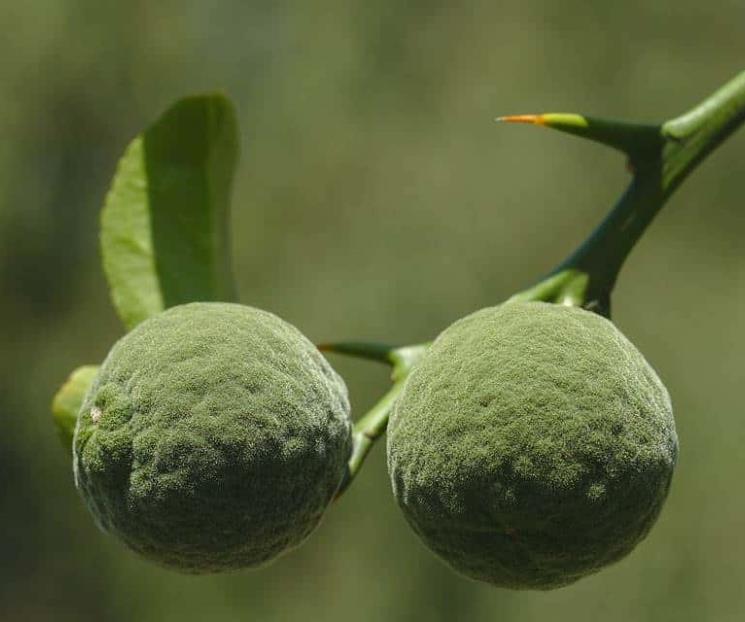 Los ingredientes básicos de una cocina japonesa Los ingredientes básicos de una cocina japonesa