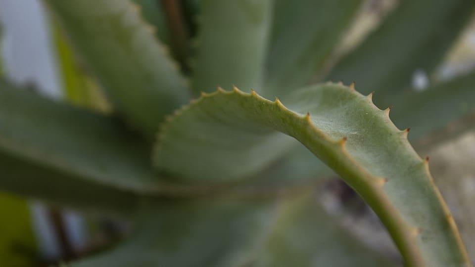 Conoce cómo hacer una crema para peinar con sábila
