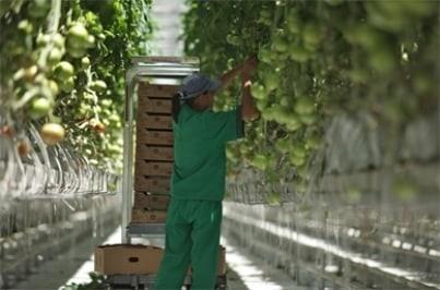 Certificarán a exportadoras agrícolas que cumplan con T-MEC Certificarán a exportadoras agrícolas que cumplan con T-MEC