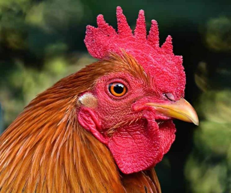 Vetan peleas de gallos en Hidalgo Vetan peleas de gallos en Hidalgo