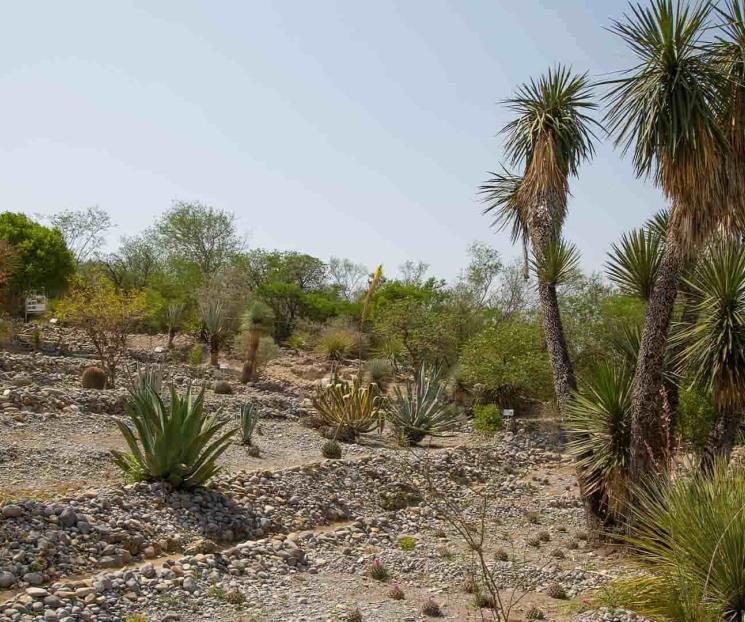 Conserva UANL flora regional en jardines etnobiológicos