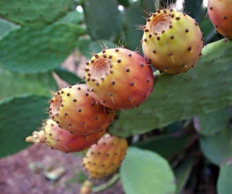 Beneficios de comer tuna Beneficios de comer tuna