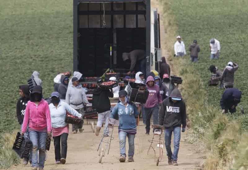 Mexicanos que trabajan en EU ya recuperaron empleos: Cemla Mexicanos que trabajan en EU ya recuperaron empleos: Cemla