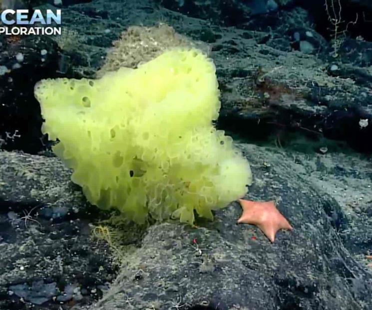 Bob Esponja y Patricio Estrella existen