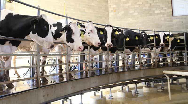 Aumento de insumos presionan precio de leche: Femeleche