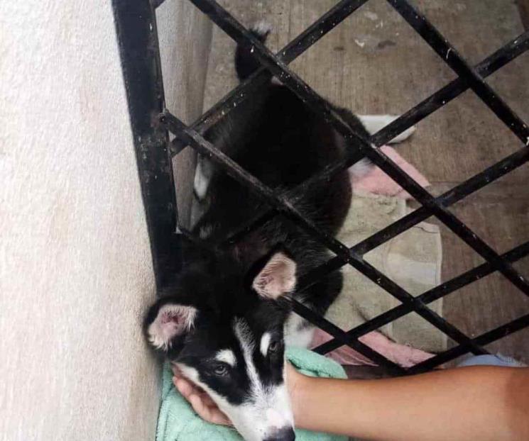 PC rescata a perro atorado en barandal