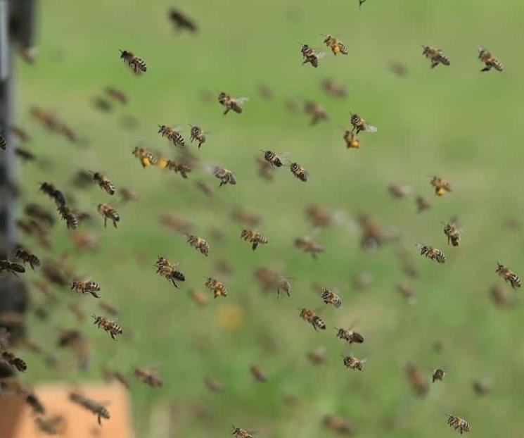 Hallan a 450 mil abejas en pared de una casa de campo