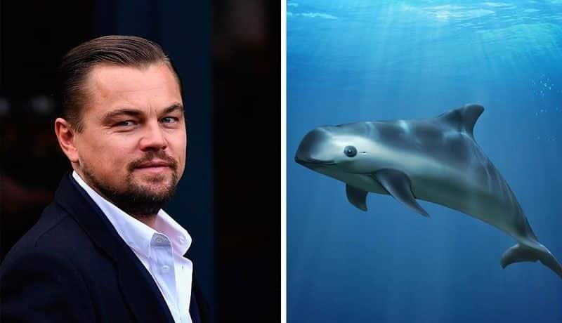DiCaprio señala a México por descuido a la vaquita marina