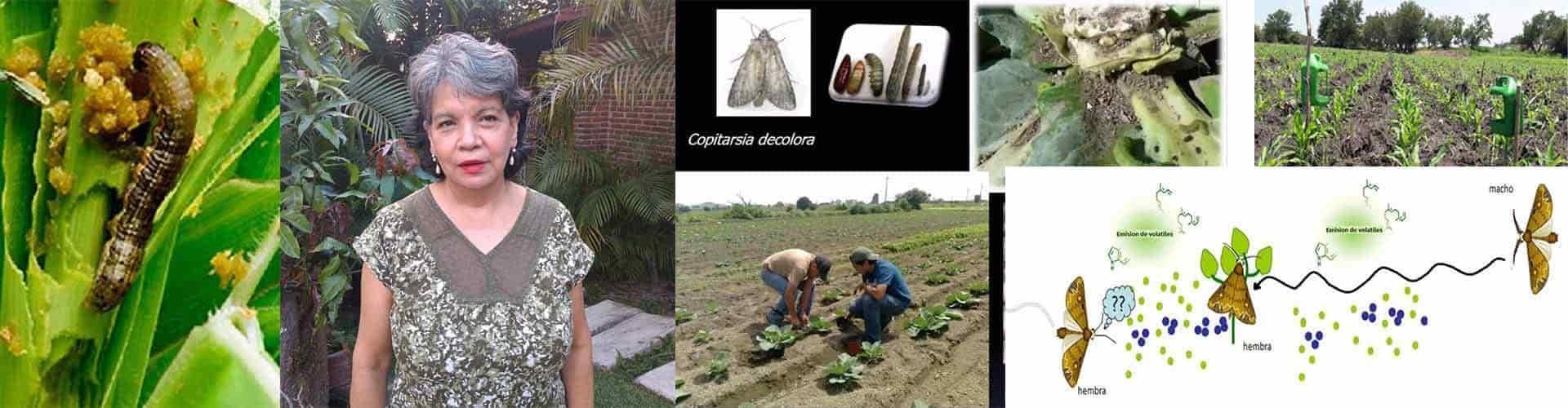 Proponen investigadores manejo agroecológico de plagas