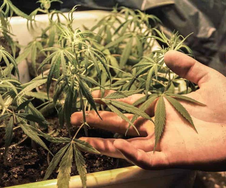 Marihuana, un negocio global de 30 mil mdd