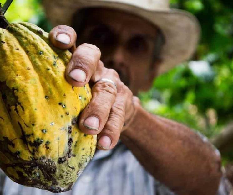 Chiapaneco, uno de los mejores cacaos de Cocoa of Excellence