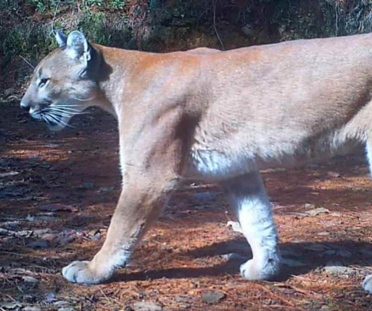 Niño mazateco muere tras ser atacado por un puma en Oaxaca