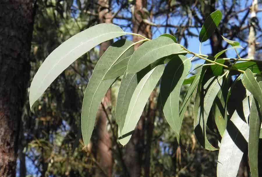 Conoce los beneficios del té de eucalipto