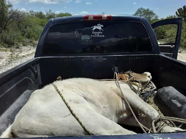 Lograron la detención de seis integrantes de una banda de cuatreros, que estaban robando becerros de un rancho ganadero