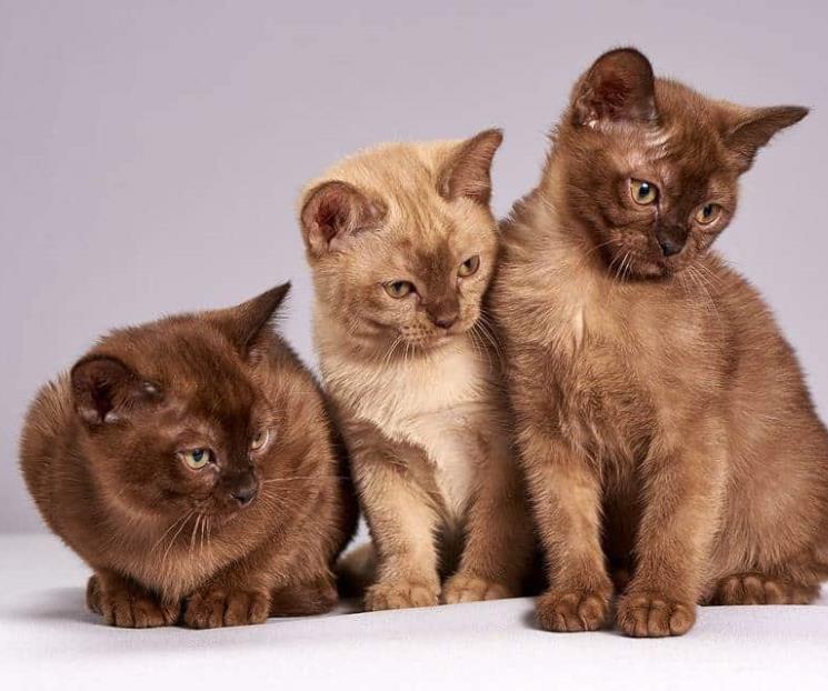 Para promover adopción, crean perfiles de mascotas en Tinder