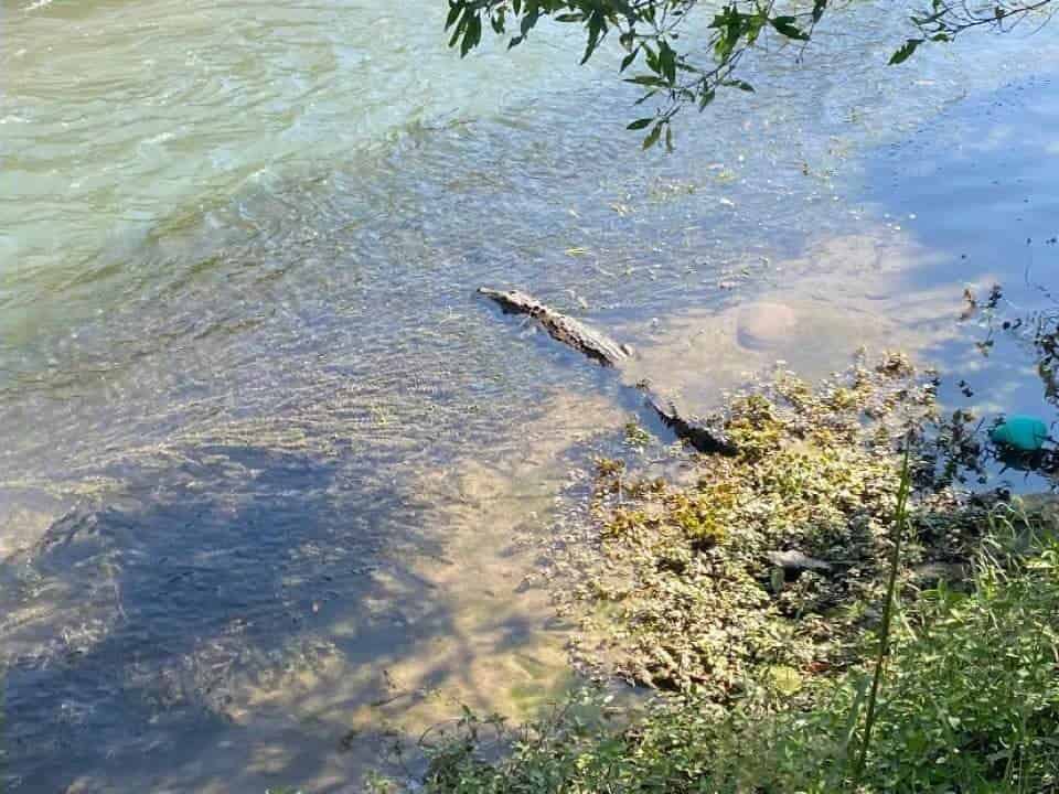 Un cocodrilo que nadaba en el Río Pilón, fue capturado ayer por elementos de Protección Civil de
