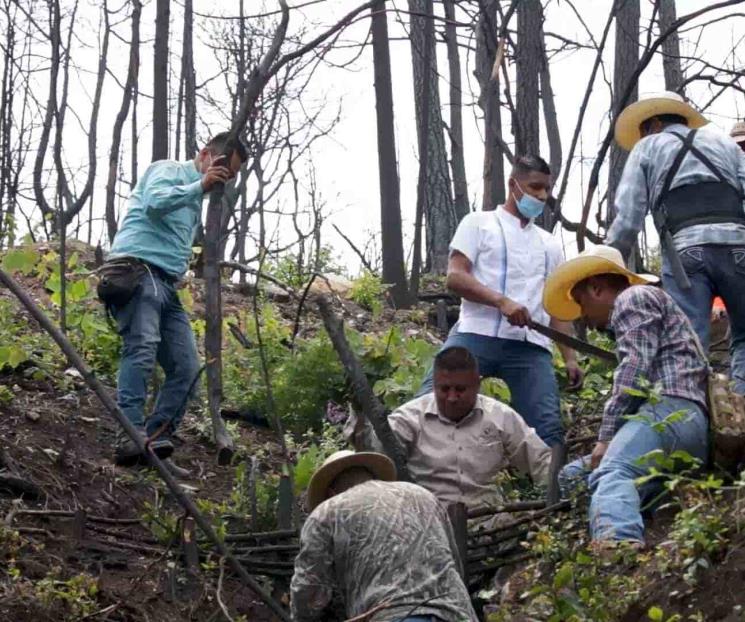 Piden apadrinar un pino para el Bosque Escuela de la UANL Piden apadrinar un pino para el Bosque Escuela de la UANL