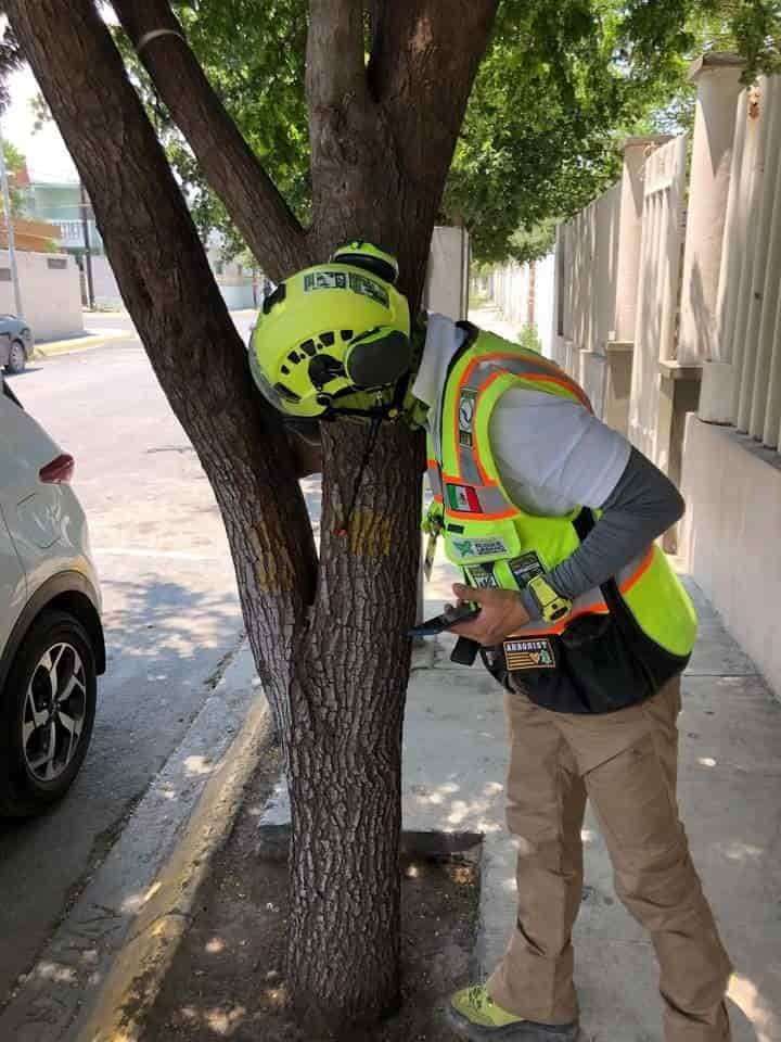 Sigue Santa  con labores ambientales