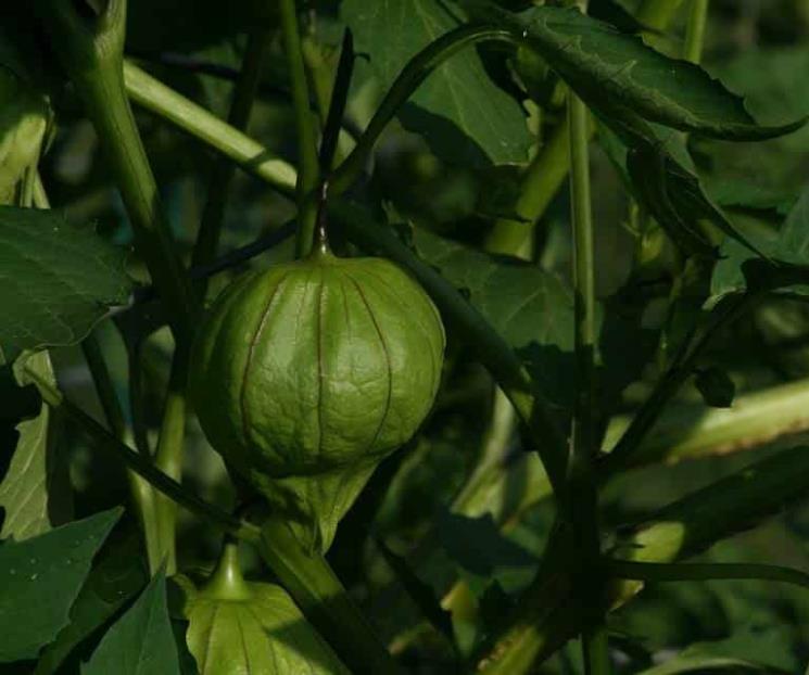Lo mejor del tomate verde está en la cáscara Lo mejor del tomate verde está en la cáscara