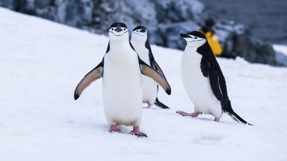 Linux cumple 30 años cambiando el mundo de la tecnología