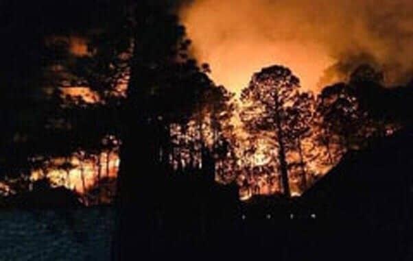 Reforestan zonas afectadaspor incendios en Nuevo León Reforestan zonas afectadaspor incendios en Nuevo León