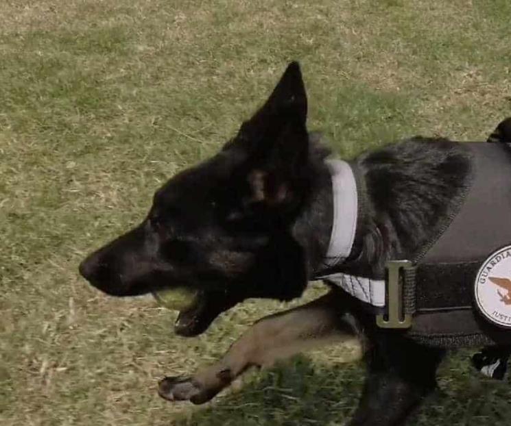 GN presenta nueva integrante de la compañía canina