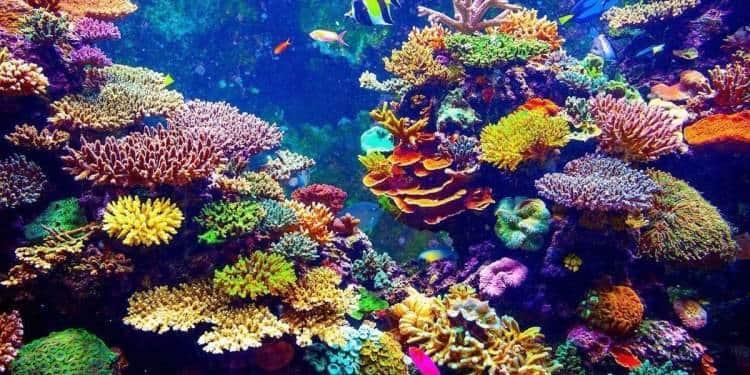 Completan mapa de arrecifes de coral del mundo Completan mapa de arrecifes de coral del mundo