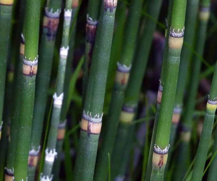 Conoce 3 plantas medicinales de la herbolaria oaxaqueña