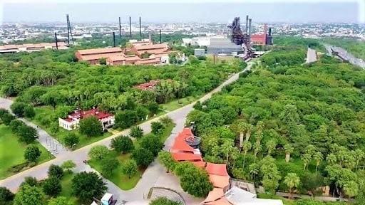 Urgen a plantar más árboles nativos