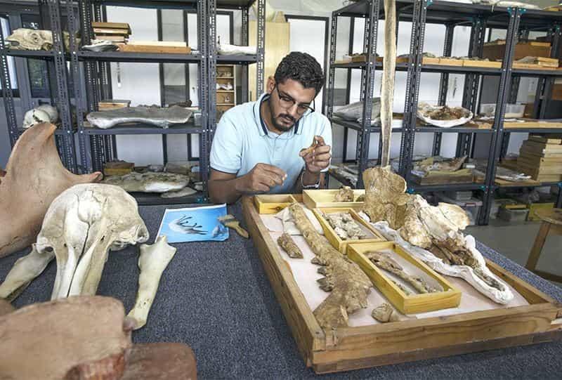 Identifican un fósil de ballena terrestre Identifican un fósil de ballena terrestre
