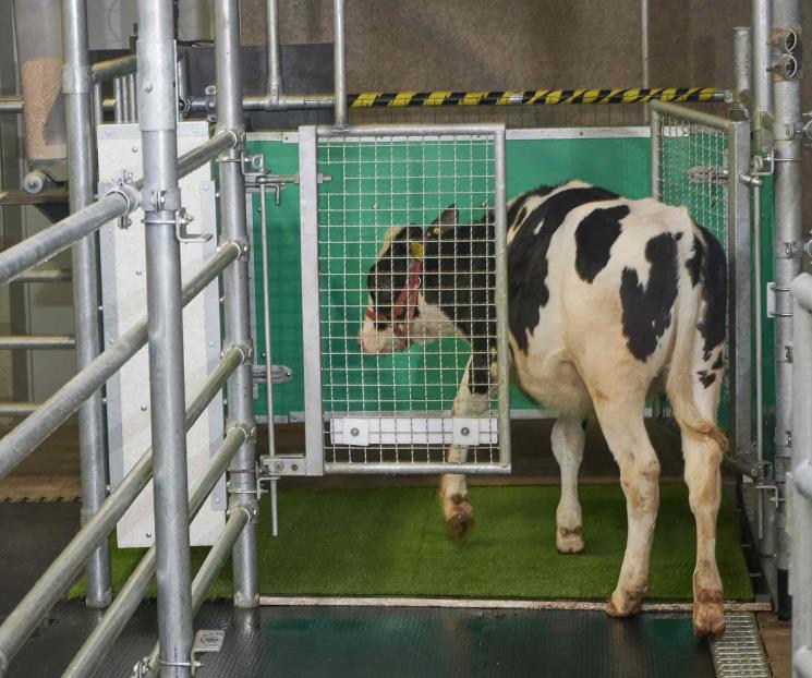 Entrenan a vacas a hacer sus necesidades en corral