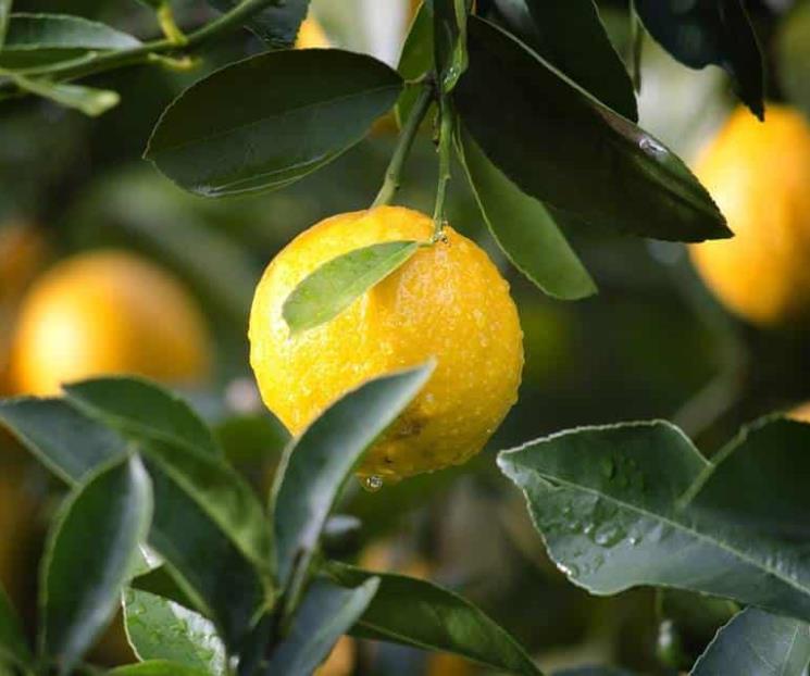 Alcance de campo local llega a Japón y Australia