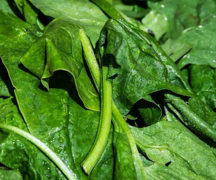 Espinacas ayudan a lucir piel radiante y prevenir diabetes