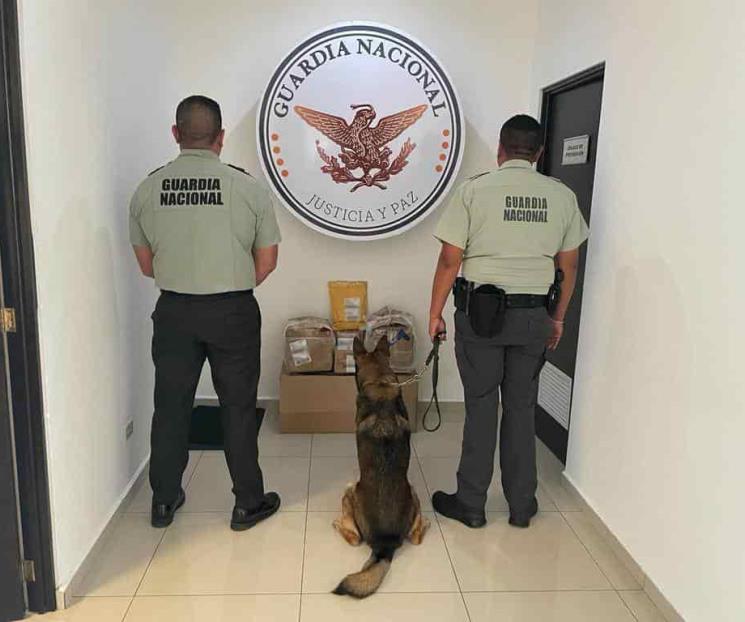 Aseguran droga en empresa de paquetería