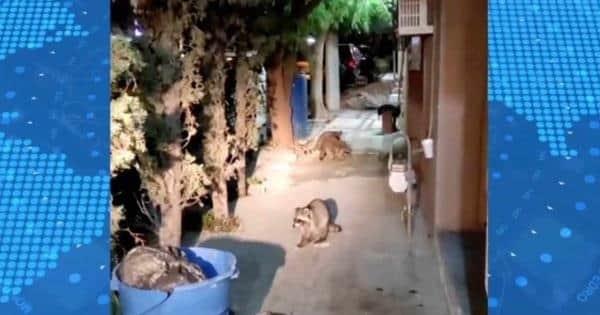 Denuncian vecinos plaga de mapaches