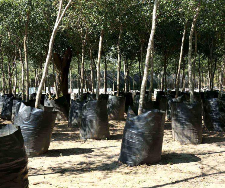 Invitan a plantar árboles nativos