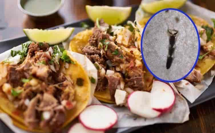 Miran con microscopio taco callejero