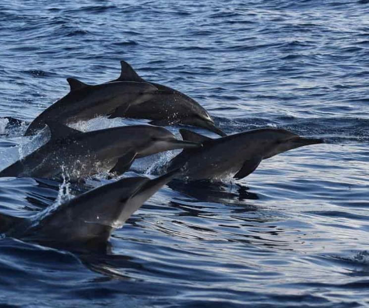 ?Prohíbe EU nadar con los delfines giradores de Hawai ?Prohíbe EU nadar con los delfines giradores de Hawai