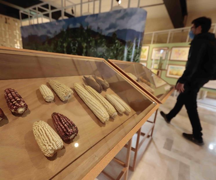 Siete maíces ancestrales de México que debes conocer