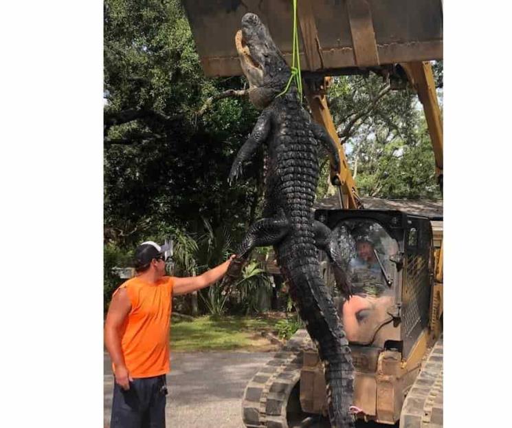 Atrapan a Godzilla de Florida Atrapan a Godzilla de Florida